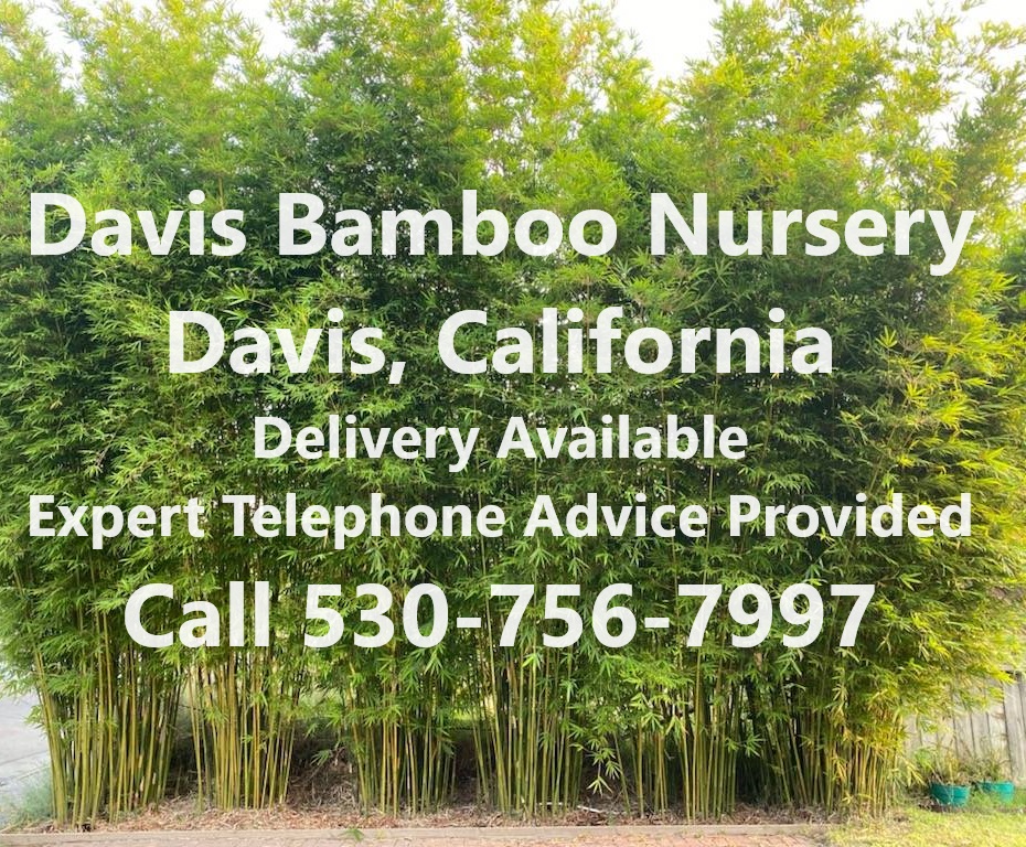 Davis Bamboo California A Sacramento Area Nursery