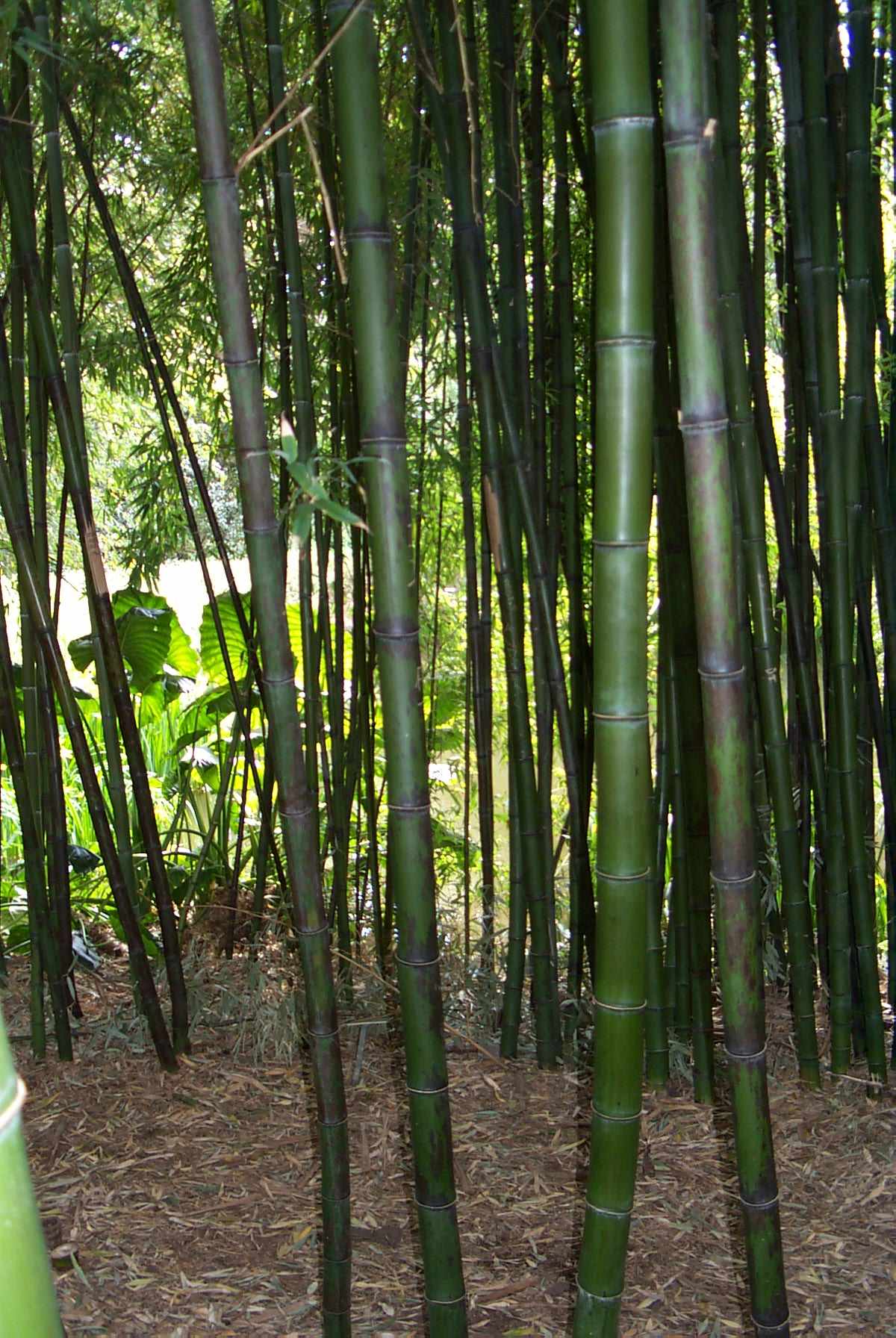 Davis Bamboo - Phyllostachys nigra 'Bory'