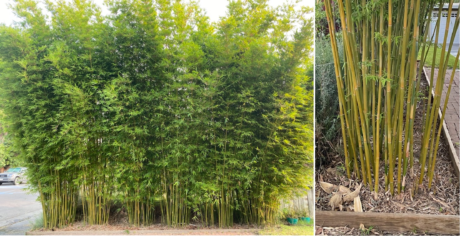 Bamboo For Privacy Screening